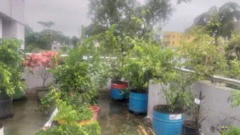 বর্ষায় ছাদ বাগানের যত্ন