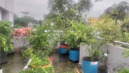বর্ষায় ছাদ বাগানের যত্ন