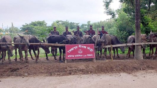 ৬৫টি ভারতীয় মহিষ আটক