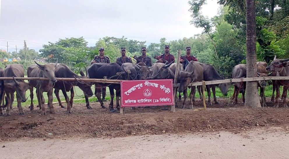৬৫টি ভারতীয় মহিষ আটক