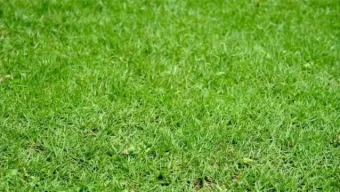 প্রতি টুকরা ঘাস ৮ হাজার টাকা
