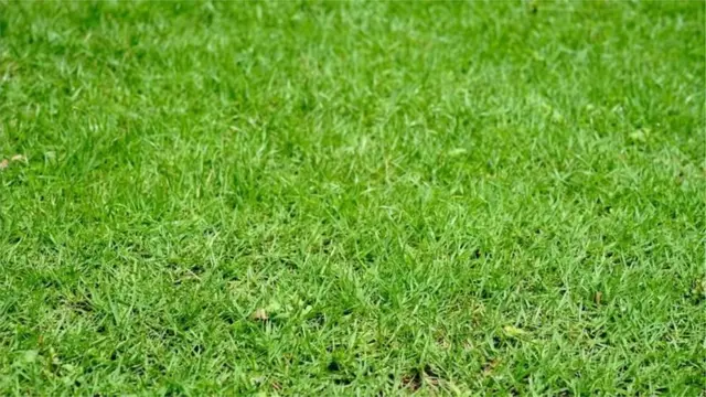 প্রতি টুকরা ঘাস ৮ হাজার টাকা