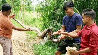 মৌলভীবাজারে বাঁশঝাড় থেকে অজগর উদ্ধার