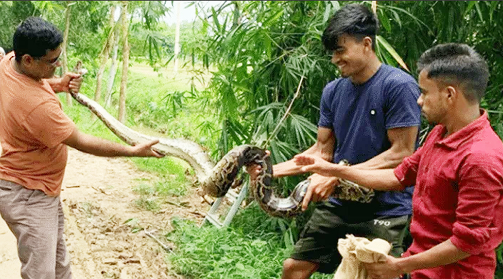 মৌলভীবাজারে বাঁশঝাড় থেকে অজগর উদ্ধার