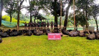 সিলেট সীমান্তে অর্ধ শতাধিক মহিষ আটক