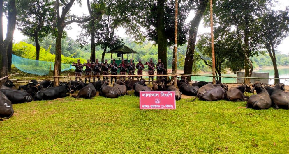 সিলেট সীমান্তে অর্ধ শতাধিক মহিষ আটক