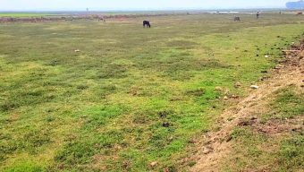 শান্তিগঞ্জে হত্যা মামলার আসামী থাকায় ৩ বছর ধরে অনাবাদি ২০ একর জমি