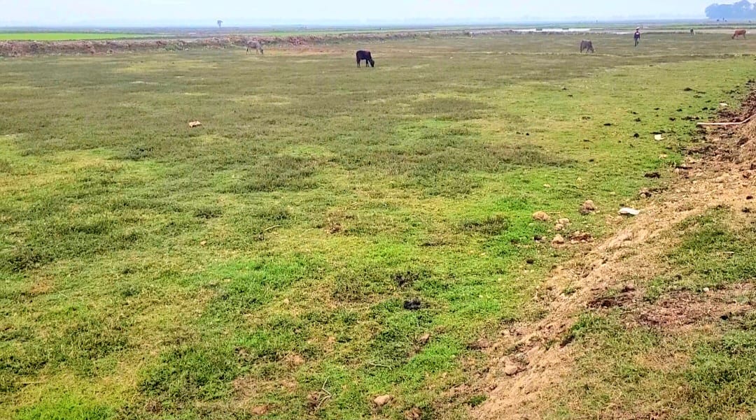 শান্তিগঞ্জে হত্যা মামলার আসামী থাকায় ৩ বছর ধরে অনাবাদি ২০ একর জমি
